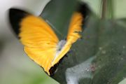 Orange Jezabel (Delias aruna)